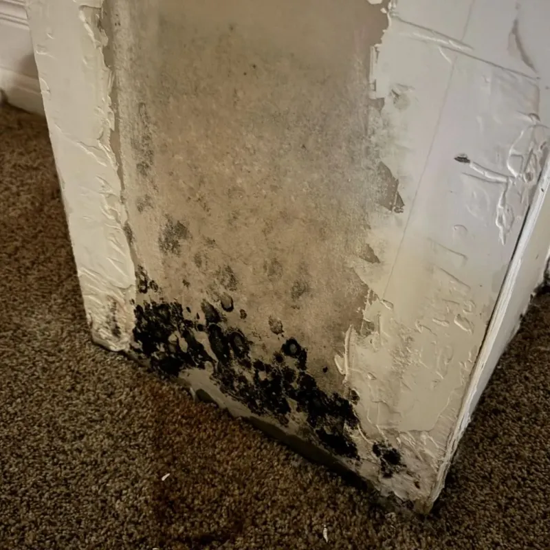 Professional Mold Removal in Nitro, WV